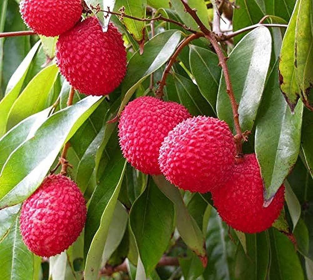 Lichi