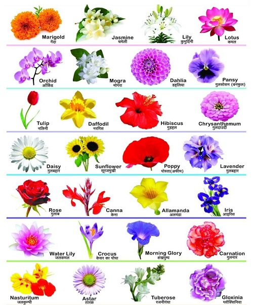 Flower name in hindi and english 