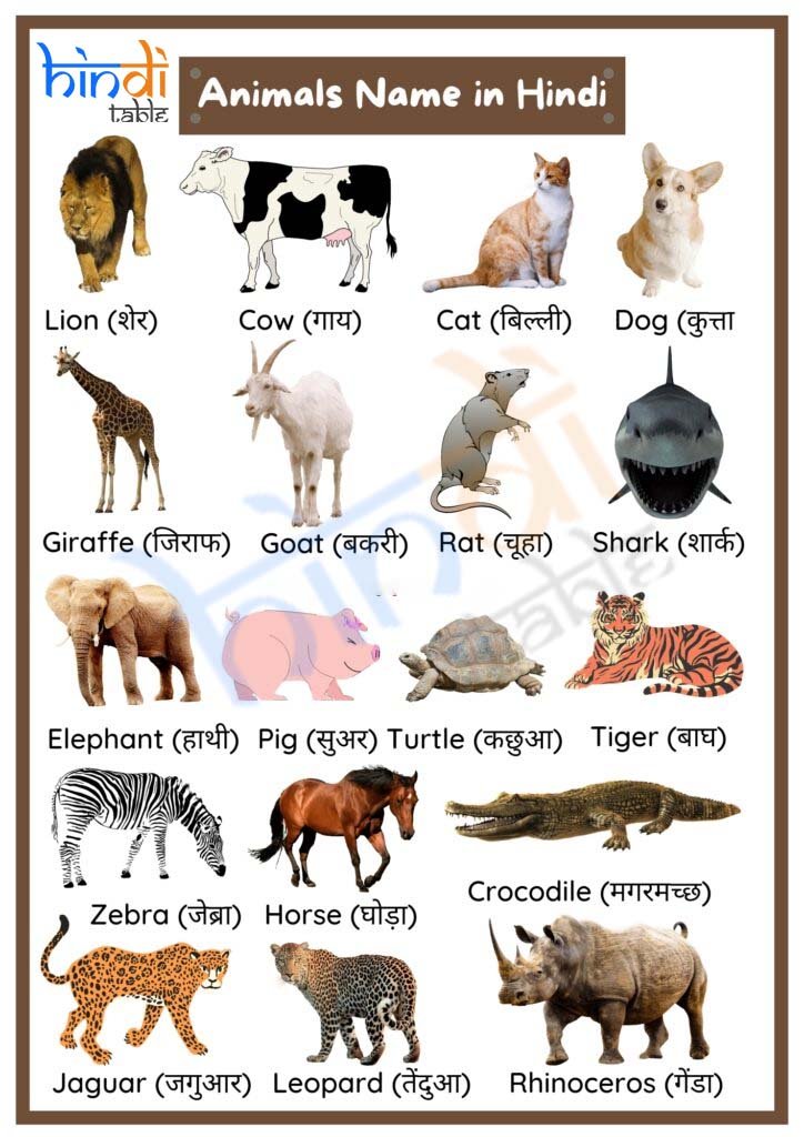 Animal name in hindi 